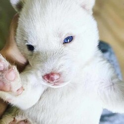 Pure Breed: Siberian Husky Puppies (1 White Boy LEFT!)/Siberian Husky/Both/Younger Than Six Months,Registered Breeder with National Companion Pets Institute: 9003093Our puppies are raised in a loving family environment with plenty of socialization and attention. We take great care to ensure that each puppy is healthy, happy, and ready to become a beloved member of your family.So why wait? Contact us today to learn more about our available Siberian Husky puppies and find your new best friend!Please conduct research on the breed before considering a husky for your family.Availability (Available from 08 December 23) :Boy 1 White = HomedBoy 2 White = AvailableBoy 3 Sable/White = HomedGirl 1 White = HomedGirl 2 White = Homed