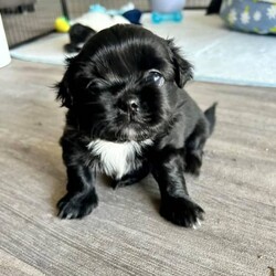 Shih Tzu ready now/Shih Tzu/Both/Younger Than Six Months,Litter of 5 - 3 left Shih Tzu Puppies ready nowBORN: 5TH NOVEMBER 2023 - READY FOR THEIR FOREVER HOMESBoy TricolourBoy Black and white1 GIRL Black white chestPUPPYS ARE VACCINATED AND CHIPPED AND VET CHECKEDGorgeous little chatacters. Perfect family pet! 