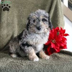 Mindy/Mini Aussiedoodle									Puppy/Female	/8 Weeks,Say hello to this precious Mini Aussiedoodle puppy who is ready to steal your heart and join your family! Already up to date on shots and dewormer and vet checked, this puppy is the perfect new addition to any qualified home. Each puppy is well socialized with children and family raised. If you are looking for a delightful new pup who is playful and smart contact us today! 