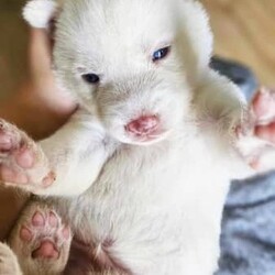 Pure Breed: Siberian Husky Puppies (1 White Boy LEFT!)/Siberian Husky/Both/Younger Than Six Months,Registered Breeder with National Companion Pets Institute: 9003093Our puppies are raised in a loving family environment with plenty of socialization and attention. We take great care to ensure that each puppy is healthy, happy, and ready to become a beloved member of your family.So why wait? Contact us today to learn more about our available Siberian Husky puppies and find your new best friend!Please conduct research on the breed before considering a husky for your family.Availability (Available from 08 December 23) :Boy 1 White = HomedBoy 2 White = AvailableBoy 3 Sable/White = HomedGirl 1 White = HomedGirl 2 White = Homed