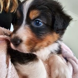 Australian Shepherd Pups for Sale/Australian Shepherd Dog/Female/Younger Than Six Months,*UPDATE 14/12/23 - Puppies are ready for visits. Bookings are essential and filling fast. A few spots are left for the upcoming weekend. Must have done the screening first.Introducing Sandcastle Aussies' Spectacular Litter of Purebred Australian Shepherds!Meet Our Lovable Aussie Pups•	Date of Birth: November 12th 2023•	Rehome From: January 7th 2024•	Blue Merle’s (Males only) and Black Tris (Both Male and Females)•	Breeder Registration: Sandcastles Aussies, BIN# B001082567, RPBA No#11549Family Companions•	Highly sociable, raised around children and other animals•	Parents boast strong family lines with farm experienceHealth & Wellness•	Regular vet checks for both Pup’s and Parents•	Wormed, Vaccinated, Microchipped, and Vet health checked•	Parents DNA tested shared if requestedWe include•	A small puppy packs for their new homes.•	6 Weeks Pet Insurance (activation & acceptance of T&C's required).•	Updates and photos documenting their early journey.Pricing & Varieties•	We charge more for Merles and Females•	Vaccinated and health checked before leaving.•	Desexing: Please discuss, as it depends on the pup's welfare, age, and development.Home Visits•	Bookings essential for required visits•	For interstate buyers, F2F meetings via Facetime or Zoom are required.Interstate Transport•	Door-to-door transport organised at buyer's expense.Verification•	Check us out on the RPBA website.•	Mother microchip: 93400090262488Application Process•	Applications filling fast! (We have a 5 Step Approval Process)•	Initial Contact and Screening:1a. Prospective owners are required to send a brief email to san******@******com, introducing themselves and explaining their interest in adopting a new family member. REVEAL_DETAILS 1b. The email should include your contact number and a preferred time for a follow-up phone or video call. Please provide information to your comfort level without disclosing sensitive personal details.1b. Additionally, we require a non-family personal reference, along with the name and contact details of your intended veterinarian.Discover the Heart and Soul of Sandcastles AussiesAt Sandcastle Aussies, our puppies are more than just pets; they are an integral part of our large, loving family. Nestled in the warmth of our family home, surrounded by children's laughter and the companionship of other pets, our Australian Shepherd puppies grow in an environment filled with love, care, and social interaction.From their first breath, these puppies are raised inside our home, ensuring they are well-adjusted, sociable, and familiar with the daily rhythms of family life. This early exposure to a diverse range of experiences shapes them into well-rounded, confident, and affectionate companions, ready to seamlessly integrate into their new homes.Our commitment to the well-being and proper placement of each puppy extends far beyond our doorstep. With the last litter, we have proudly placed our puppies all over Australia – 2 in Western Australia, 2 in South Australia, 2 in Victoria, 1 in Queensland, and 3 in New South Wales. Each of these puppies has become a cherished member of their new families, and their owners can attest to the meticulous care, effort, and love we invest in every stage of our puppies' development and training.The families of our past litters stand as a testament to our honesty, care, and unwavering commitment to ensuring that every puppy only goes to a loving, nurturing environment. Their experiences with our puppies are a true reflection of our dedication as responsible breeders.At Sandcastle Aussies, we pride ourselves on being far more than just breeders; we are guardians of a family legacy that spans over 60 years. Our extensive history in breeding is a clear statement of our passion and commitment. We are not 'backyard breeders'; we are custodians of a rich heritage, dedicated to the health, well-being, and happiness of every Australian Shepherd that comes from our home.