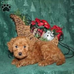 Yukon MICRO MINI/Mini Goldendoodle									Puppy/Male	/8 Weeks,Meet Yukon an adventurous Micro Mini Goldendoodle puppy who will mature at a managable weight of 14-19lbs. Yukon loves playing with the other puppies and is well socialized with children. Yukon is up to date on shots and dewormer and vet checked. We offer 30 days of free pet insurance and an option for a 1 Year Genetic Health Guarantee! If you think Yukon is the right puppy for you contact us today to learn more!