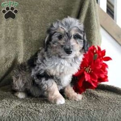 Mindy/Mini Aussiedoodle									Puppy/Female	/8 Weeks,Say hello to this precious Mini Aussiedoodle puppy who is ready to steal your heart and join your family! Already up to date on shots and dewormer and vet checked, this puppy is the perfect new addition to any qualified home. Each puppy is well socialized with children and family raised. If you are looking for a delightful new pup who is playful and smart contact us today! 