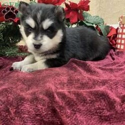 Artica/Pomsky									Puppy/Female	/5 Weeks,To contact the breeder about this puppy, click on the “View Breeder Info” tab above.