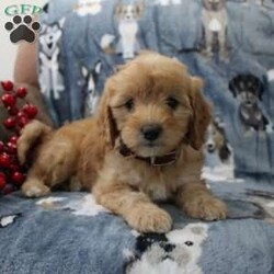 Krista/Mini Goldendoodle									Puppy/Female	/7 Weeks,Say hello to this adorable Mini Goldendoodle puppy with lots of puppy love to share! Each puppy is up to date on shots and dewormer and vet checked. We offer an extended health guarantee as well. If you are searching for a well socialized puppy to add to your home contact us today!  