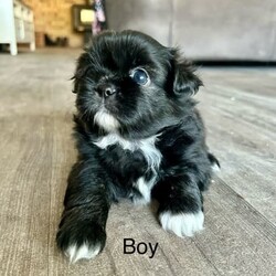 Shih Tzu ready now/Shih Tzu/Both/Younger Than Six Months,Litter of 5 - 3 left Shih Tzu Puppies ready nowBORN: 5TH NOVEMBER 2023 - READY FOR THEIR FOREVER HOMESBoy TricolourBoy Black and white1 GIRL Black white chestPUPPYS ARE VACCINATED AND CHIPPED AND VET CHECKEDGorgeous little chatacters. Perfect family pet! 