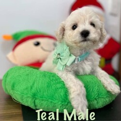 Adopt a dog:ONLY ONE MALE LEFT!! Bichon Frise pure bred, pup ready for home today/Bichon Frise/Both/Younger Than Six Months,These beautiful pure bred Bichon Frise puppies are available from this weekend or can be held till prior to Christmas.2 males still currently availablePeach Female (SOLD)Yellow Female (SOLD)Teal MaleGreen male (SOLD)Our pups are well cared for to give them the best start to life, this includes worming every 2 weeks from birth, vaccinations, vet checks and microchipping. They also come with a puppy pack to get you started.Our fur babies are raised in our home with us, not raised outdoors or in kennels and this shows in their temperament, they are very intelligent and have a beautiful nature as their parents have.We put a lot of love and attention into them to make sure they adjust well with their new owners and grow to be happy adults.Puppies have started toilet training.We are more than welcome for you to view/visit for yourself. If you are not able to do this then we can FaceTime or Skype.I am happy to arrange viewings at a mutually agreed time. Please contact me to discuss.If you are interested then please feel free message me.RPBA 772 Full Audited member