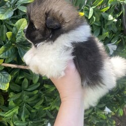 RARE Chocolate Carrier/Pomeranian/Female/Younger Than Six Months,Rare Chocolate Carrier Puppies AvailableA Very RARE Opportunity to own a Chocolate Carrying Pomeranian PuppyStunning Thick Coats , Doll FaceMother Is Pure Chocolate Toy Pomeranian Weighs Only 1.7kgFather Toy Pure Black DNA Cleared 