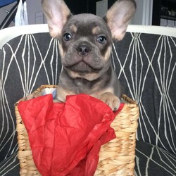 Austin/French Bulldog									Puppy/Male	/11 Weeks, Austin will make a great companion for anyone ! Come meet him in person and you will fall in love ! He is raised in a clean and friendly inviroment . He is updated on vaccinations and comes with a health guarentee. Text or call for more info
