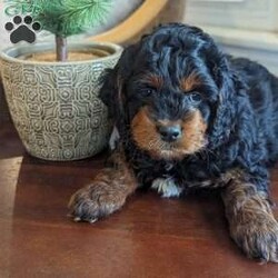 Sophia/Mini Labradoodle									Puppy/Female	/9 Weeks,Sophia is a Multigenerational Petite Labradoodle who is charting to be 15-20 pounds full grown.