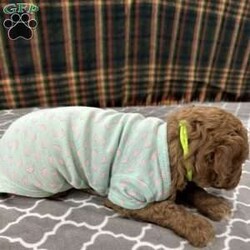 Minny Jackson/Standard Poodle									Puppy/Female	/5 Weeks,Minny is a red female standard poodle puppy. She is one of the bigger puppies in the litter.  She has a white blaze on her chest. Pretty face