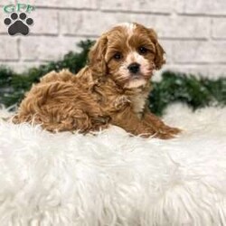 Lily/Cavapoo									Puppy/Female	/6 Weeks,Meet Lily. Mom is a full bred cavalier and Dad is a full bred mini poodle. Lily is such a sweet a cuddly puppy. She is well socialized and played with by small children. She will mature at approximately 12 to 15 lbs. She is up to date on shots and deworming and will be vet checked at 8 weeks old. We offer a 30 day health guarantee and a 1 year genetic guarantee. 