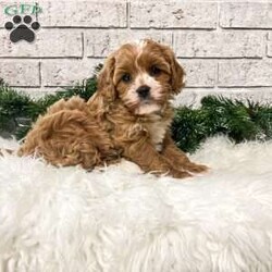 Lily/Cavapoo									Puppy/Female	/6 Weeks,Meet Lily. Mom is a full bred cavalier and Dad is a full bred mini poodle. Lily is such a sweet a cuddly puppy. She is well socialized and played with by small children. She will mature at approximately 12 to 15 lbs. She is up to date on shots and deworming and will be vet checked at 8 weeks old. We offer a 30 day health guarantee and a 1 year genetic guarantee. 
