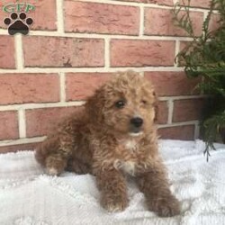 Pansy/Mini Goldendoodle									Puppy/Female	/8 Weeks,Meet our adorable mini goldendoodle puppies.They are raised on our farm around small children and are vet checked ,dewormed and come with a health guarantee.These puppies need a loving,forever home.Cal or email for with questions or if interested.