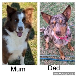 /Border Collie/Both/Younger Than Six Months,I have 6 gorgeous Border Collie x Koolie puppies looking for their loving forever home.Male - Choc Merle white paws. SOLDMale - Choc MerleMale - Choc white face stripeMale - ChocFemale - Choc Merle, one choc front legFemale - Choc MerleI am a registered Breeder with NCPI: 9002201.NSW Breeder ID No: B000770490These beautiful babies are very sweet natured & love cuddles. They have been raised in a loving environment, & will make wonderful additions to any active family. They are well socialised with our other furry family members.Mum is a Border Collie (Choc & White) & is a wonderful family member & mum, she is very attentive to her babies.Dad is a Koolie (Merle) he loves to cuddle, he is very happy to just sit with you.Parents can be viewed on request.Puppies will go to their new families
