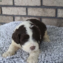 Maverick/Portuguese Water Dog									Puppy/Male	/5 Weeks,Meet maverick our cute fluffy portuguese waterdog puppies. They love to cuddle, play, an love attention, they are well socialized, they are great with kids perfect addition to your family they make the best companions for you! Maverick is upto date on shots, deworming, microchipped, an vet checked. You will also receive an one year health guarantee! Call or text for more info.