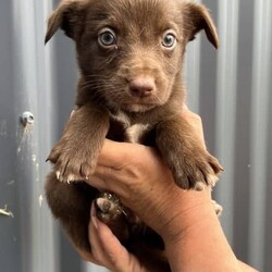 /Border Collie/Both/Younger Than Six Months,I have 6 gorgeous Border Collie x Koolie puppies looking for their loving forever home.Male - Choc Merle white paws. SOLDMale - Choc MerleMale - Choc white face stripeMale - ChocFemale - Choc Merle, one choc front legFemale - Choc MerleI am a registered Breeder with NCPI: 9002201.NSW Breeder ID No: B000770490These beautiful babies are very sweet natured & love cuddles. They have been raised in a loving environment, & will make wonderful additions to any active family. They are well socialised with our other furry family members.Mum is a Border Collie (Choc & White) & is a wonderful family member & mum, she is very attentive to her babies.Dad is a Koolie (Merle) he loves to cuddle, he is very happy to just sit with you.Parents can be viewed on request.Puppies will go to their new families