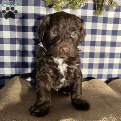 Benny/Portuguese Water Dog									Puppy/Male	/6 Weeks,Benny the Portuguese Water Dog is the ideal family dog–intelligent, friendly, active but ready to relax, affectionate and loving! 