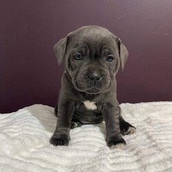 Kc reg QUALITY BLUE STAFFY PUPS ready to leave11th jan/Staffordshire bull terrier/Mixed Litter/7 weeks,My beautiful girl Luna has given girl to 8 wonderful now puppies. 3 boys and 5 girls.
( will not be leaving till 8 weeks old )

all these puppies are clear from all the nasty diseases as both parents are extremely health tested.

Dam -Luna is a very sweet girl coming from very good pedigree also. kc name - LUNA GRAYSONS CHOiCE

 Sire - Loki Is out of bull scaff parents
His Dad is a polish champion you're Yorker
Lokis mum is also from Bullscaff Angel of hope.
Angel of hopes parents are imports being
Bullscaff Piro and hazmeh chasing highs.

The parents Making this litter very desirable being Valglo,brave spirt, bullscaff and hazmeh all in the first couple of generations

* puppies will be kc registered.
* Wormed every 2 weeks
* 1st vaccination
* Microchipped
* Nail clipped
* Vet checked

If anybody would be interested in having one of these beautiful puppies and would like to put on the waiting list please feel free to give me a call or text