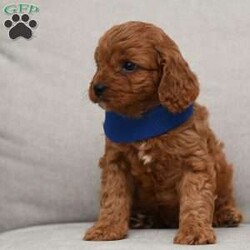 Rex/Cavapoo									Puppy/Male	/7 Weeks,To contact the breeder about this puppy, click on the “View Breeder Info” tab above.