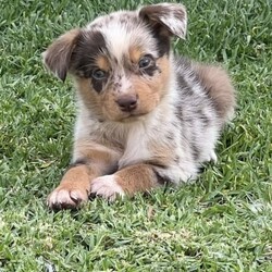 /Border Collie/Both/Younger Than Six Months,I have 6 gorgeous Border Collie x Koolie puppies looking for their loving forever home.Male - Choc Merle white paws. SOLDMale - Choc MerleMale - Choc white face stripeMale - ChocFemale - Choc Merle, one choc front legFemale - Choc MerleI am a registered Breeder with NCPI: 9002201.NSW Breeder ID No: B000770490These beautiful babies are very sweet natured & love cuddles. They have been raised in a loving environment, & will make wonderful additions to any active family. They are well socialised with our other furry family members.Mum is a Border Collie (Choc & White) & is a wonderful family member & mum, she is very attentive to her babies.Dad is a Koolie (Merle) he loves to cuddle, he is very happy to just sit with you.Parents can be viewed on request.Puppies will go to their new families