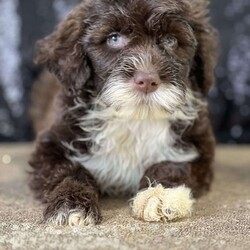 Mocha/Portuguese Water Dog									Puppy/Female	/9 Weeks,Meet Mocha!  She is the pick of her litter with her chocolate and white coat and great green eyed.  She is beautiful,smart, and loving.  Mocha has been vet checked, wormed and is up to date with shots.  Call now before she is gone 