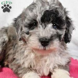 Nova/Mini Sheepadoodle									Puppy/Female	/7 Weeks,Meet Nova, she is an F1B Mini Sheepadoodle that will melt your heart with her cuteness, super sweet, loving  and personality. She is very well socialized and is played with everyday, if you are looking for a best friend or the perfect addition to your family, we would love to hear from you. She will be vet checked to ensure he is in good health and will be up to date on shots and dewormer. She will also come with a 30 day health guarantee and a 1-year genetic health guarantee. Call us today to give this little sweetheart a loving home filled with lots of hugs and cuddles! you can also visit our personal website at adorablepups.net