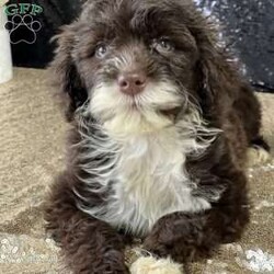 Mocha/Portuguese Water Dog									Puppy/Female	/9 Weeks,Meet Mocha!  She is the pick of her litter with her chocolate and white coat and great green eyed.  She is beautiful,smart, and loving.  Mocha has been vet checked, wormed and is up to date with shots.  Call now before she is gone 