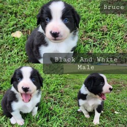 Adopt a dog:6 x Long Hair Purebred Border Collie Puppies/Border Collie/Female/Younger Than Six Months,PB and J Borders are excited to announce Luna and Wasabi's final litter!Will be ready for their furever homes on the 5th of February, perfect present for valentines dayLuna is a lilac merleWasabi is black and white triProven temperaments in previous puppies, both mum and dad have been DNA tested for genetic diseases
