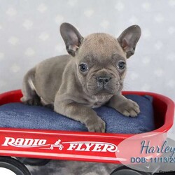Harley/French Bulldog									Puppy/Male	/8 Weeks,Harley is a grey French Bulldog puppy born on 11/13/2023, one of a litter of 4 puppies. He is a sweet little thing and enjoys playing with our children.