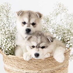 Pomsky puppies - ready for their forever homes/Siberian Husky/Both/Younger Than Six Months,We have a beautiful litter of pomsky puppies looking for their forever homes. They are 7 weeks old currently, so they will ready to go home next week (as of the 3rd of January).They received their first vaccination, microchipping and vet health check at 6 weeks old - which you will receive paperwork of this - from our amazing vets that we love and trust.Pomskys are a cross between the Siberian Husky and the Pomeranian. The cross between the two breeds creates a confident, playful, loving and sociable pup. They are the perfect pup for any family.Our pups are raised in our family home, around our family pets and our children so they are well socialised and handled by the time they come home to you.We have a range of colours available. Prices vary from $1800-$5000 depending on colour. All husky markings and chocolates are $5000.We welcome visits, and are also able to transport interstate if you are not on the Gold Coast. Please feel free to reach out via message, phone or social media if you’d like more info.Facebook - Pomskys & Aussie Poms Gold CoastInstagram - fluffy_duffy_puppiesBIN: 0010706365198RPBA: 5259