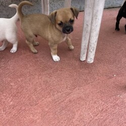 Purebred Chihuahua Puppies/Chihuahua (Smooth Coat)/Male/Younger Than Six Months,I have 2 Chihuahua Puppies1 White Short Coat Male1 Brown Short Coat MaleMom and dad pictured as wellThe puppies will come with all the documents and they will be ready for their forever and lovely home at 8-12 weeksFeel free to contact as for more questions and picturesThe price is negotiable