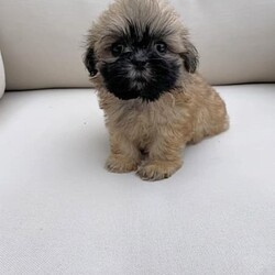 3/4 Shih Tzu 1/4 Maltese Puppies/Shih Tzu/Both/Younger Than Six Months,These gorgeous 3/4 Shih Tzu, 1/4 Maltese puppies are of the most divine nature. They are ready to go to their new forever homes.Each pup is microchipped, vaccinated, wormed & flea treated.Dad is a Purebred Shih Tzu weighing 4.5kg. Mum is a Shih Tzu X Maltese weighing 4kg. Both parents are available for viewing.The pups have been toilet training on grass.Pick up from Kentlyn, NSW.Please contact us on ******** 509. We are also happy to arrange a video call. REVEAL_DETAILS Please no time wasters, serious enquiries only.FIND US ON INSTAGRAM @Pupsrus_auMicrochip numbers:941000027952769941000027952771941000027952759941000027952768RPBA #: 2553Puppies are similar size to Yorkshire Terriers, Silky Terriers, Toy Poodles, Toy Cavoodle, Maltese, Dachshund & Pug.