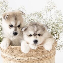 Pomsky puppies - ready for their forever homes/Siberian Husky/Both/Younger Than Six Months,We have a beautiful litter of pomsky puppies looking for their forever homes. They are 7 weeks old currently, so they will ready to go home next week (as of the 3rd of January).They received their first vaccination, microchipping and vet health check at 6 weeks old - which you will receive paperwork of this - from our amazing vets that we love and trust.Pomskys are a cross between the Siberian Husky and the Pomeranian. The cross between the two breeds creates a confident, playful, loving and sociable pup. They are the perfect pup for any family.Our pups are raised in our family home, around our family pets and our children so they are well socialised and handled by the time they come home to you.We have a range of colours available. Prices vary from $1800-$5000 depending on colour. All husky markings and chocolates are $5000.We welcome visits, and are also able to transport interstate if you are not on the Gold Coast. Please feel free to reach out via message, phone or social media if you’d like more info.Facebook - Pomskys & Aussie Poms Gold CoastInstagram - fluffy_duffy_puppiesBIN: 0010706365198RPBA: 5259