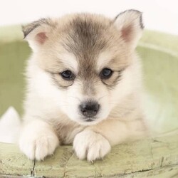 Pomsky puppies - ready for their forever homes/Siberian Husky/Both/Younger Than Six Months,We have a beautiful litter of pomsky puppies looking for their forever homes. They are 7 weeks old currently, so they will ready to go home next week (as of the 3rd of January).They received their first vaccination, microchipping and vet health check at 6 weeks old - which you will receive paperwork of this - from our amazing vets that we love and trust.Pomskys are a cross between the Siberian Husky and the Pomeranian. The cross between the two breeds creates a confident, playful, loving and sociable pup. They are the perfect pup for any family.Our pups are raised in our family home, around our family pets and our children so they are well socialised and handled by the time they come home to you.We have a range of colours available. Prices vary from $1800-$5000 depending on colour. All husky markings and chocolates are $5000.We welcome visits, and are also able to transport interstate if you are not on the Gold Coast. Please feel free to reach out via message, phone or social media if you’d like more info.Facebook - Pomskys & Aussie Poms Gold CoastInstagram - fluffy_duffy_puppiesBIN: 0010706365198RPBA: 5259
