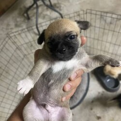 Purebred Chihuahua Puppies/Chihuahua (Smooth Coat)/Male/Younger Than Six Months,I have 2 Chihuahua Puppies1 White Short Coat Male1 Brown Short Coat MaleMom and dad pictured as wellThe puppies will come with all the documents and they will be ready for their forever and lovely home at 8-12 weeksFeel free to contact as for more questions and picturesThe price is negotiable