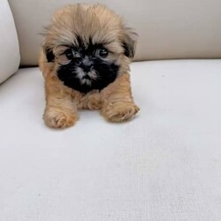 3/4 Shih Tzu 1/4 Maltese Puppies/Shih Tzu/Both/Younger Than Six Months,These gorgeous 3/4 Shih Tzu, 1/4 Maltese puppies are of the most divine nature. They are ready to go to their new forever homes.Each pup is microchipped, vaccinated, wormed & flea treated.Dad is a Purebred Shih Tzu weighing 4.5kg. Mum is a Shih Tzu X Maltese weighing 4kg. Both parents are available for viewing.The pups have been toilet training on grass.Pick up from Kentlyn, NSW.Please contact us on ******** 509. We are also happy to arrange a video call. REVEAL_DETAILS Please no time wasters, serious enquiries only.FIND US ON INSTAGRAM @Pupsrus_auMicrochip numbers:941000027952769941000027952771941000027952759941000027952768RPBA #: 2553Puppies are similar size to Yorkshire Terriers, Silky Terriers, Toy Poodles, Toy Cavoodle, Maltese, Dachshund & Pug.