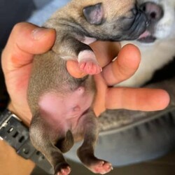 Purebred Chihuahua Puppies/Chihuahua (Smooth Coat)/Male/Younger Than Six Months,I have 2 Chihuahua Puppies1 White Short Coat Male1 Brown Short Coat MaleMom and dad pictured as wellThe puppies will come with all the documents and they will be ready for their forever and lovely home at 8-12 weeksFeel free to contact as for more questions and picturesThe price is negotiable