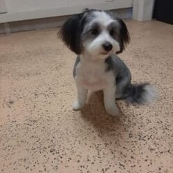 Shmoodle Maltese x Shih tzu x Poodle Puppies/Shih Tzu/Both/Younger Than Six Months,Shmoodles x 3. (READY NOW)Date of Birth 5/11/23Light Cream Boy $1600Copper Cream Boy $1600Black and White Female $1800BIN0006034592951RPBA 4836Photo of Mum (Silver / White) 2nd last photoPhoto of Dad (Copper) last photoPuppies have been wormed every 2 weeks, microchipped and vaccinated to date.