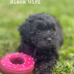 Shmoodle Maltese x Shih tzu x Poodle Puppies/Shih Tzu/Both/Younger Than Six Months,Shmoodles x 3. (READY NOW)Date of Birth 5/11/23Light Cream Boy $1600Copper Cream Boy $1600Black and White Female $1800BIN0006034592951RPBA 4836Photo of Mum (Silver / White) 2nd last photoPhoto of Dad (Copper) last photoPuppies have been wormed every 2 weeks, microchipped and vaccinated to date.