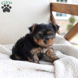 Binky/Yorkie									Puppy/Male	/8 Weeks,Binky was named by his favorite five-year-old human, he is one in a litter of three, both of his siblings found homes already . His approximate adult weight is a stocky, chunky 8 pounds . he has the most gorgeous, thick, black coat , and his coloring is pure, yorkie perfection . His best dog friend is our cavapoo Navy , who is not forsale . His temperament is pure sweet sassy, yorkie with a side of cuddly . contact me with any questions