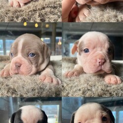 EXTRAORDINARY RARE OLD ENGLISH BULLDOGS/English bulldog/Mixed Litter/3 weeks,WELCOME! I am proud to announce that our Old English bulldog honey has given birth to a litter total of 6 PUPPIES!

CLUELESS people these days have been mixing and crossing all types of breeds to create and experiment with so if you want something ORIGINAL, you've come to the right place. Honey and Demzi are both unique PURE old English bulldogs. Their story speaks a thousand words, where these two doggos fell in love after a tough life grown to be protective guard dogs, where they found peace within each other.

These gorgeous pups are one of a KIND, LOYAL, ACTIVE, but also with a DETERMINED spirit and FILLED WITH LOVE. These pups will have GREAT HEALTH, GREAT FLEXIBILITY , AMAZING STRUCTURE!! YOULL NEVER HAVE ISSUES WITH THE VET. PAY ONCE AND HAVE FREEDOM FOR A LIFETIME.

Honey is UNMATCHABLE, will jump up 2 metres and run like no other, with outstanding health and NEVER any issues. The father of the pups, with a taller framed structure exactly as the olden time type of bulldogs, also has great qualities and has great health and amazing bloodlines too. No breathing issues with either. Just AMAZING.

PRICE of these quality pups reflect the time and dedication we will be giving them and have already, given them, with 24/7 supervision and love,top quality puppy food and the best of treatment for every single one.

THE PUPPIES WILL COME WITH:
first vaccine
health check
microchipped
wormed
flead

This price will also include a PUPPY PACK. This will include:
BLANKET
POOP BAGS
CALMING TREATS
COLLAR
TOY
PAPERS

WANT TO RESERVE? WE WILL ASK FOR A NON REFUNDABLE £500 DEPOSIT GOING TOWARDS THE FULL PRICE AND THE REMAINING AMOUNT ON THE DAY YOU COME TO COLLECT THE PUPPY. IF OF COURSE SOMETHING HAPPENS TO THE PUPPY BEFORE YOU COLLECT WE WILL THEN REFUND YOU YOUR DEPOSIT MONEY.
WE WELCOME YOU VISIT THESE GORGEOUS PUPPIES. WE ARE HOME 24/7 AND WILL BE HAPPY TO INTRODUCE YOU TO THEM.

Mother is NEBBR REGISTERED 
Father Is UBBR REGISTERED