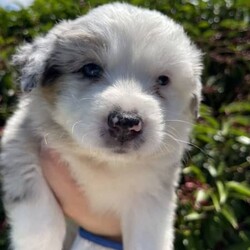 Australian Shepherd X Border Collie Puppies/Australian Shepherd Dog/Female/Younger Than Six Months,Our puppies are raised in a clean, loving, and nurturing environment.They receive:Regular vet check-upsAge-appropriate vaccinationsDeworming scheduleMicrochipping for permanent identificationEarly socialization and exposure to various stimuliA balanced diet to promote optimal growthHealth Guarantee:All our puppies come with a health guarantee to ensure your peace of mind. We stand by the health and well-being of our puppies.Blue Merle Boy $3500Blue Merle Girl $3500Red Merle Girl $3500Chocolate Girl $3000 SoldBlack Tri Boy & Girl $2500