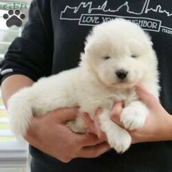 Zara/Samoyed									Puppy/Female	/6 Weeks,Hey there, it’s Zara and I am searching for a loving, forever family. I promise I will completely change your life for the better and will do my best to always be a good puppy. But even on the days when I mess up I’ll still be your favorite companion!