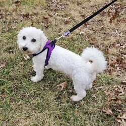 Adopt a dog:Abby/Bichon Frise/Female/Young,Meet Abby - Abby is a 1.5 year old bichon rescued from a commercial breeding facility. She is still very puppy like and loves other dogs. Abby warms up to people quickly and will make a wonderful family pet. She is learning the leash and working on housetraining. Abby would well in a home with another playful dog and a fenced yard. She would also do fine as an only dog with a family. Abby is very sweet, happy and energetic. Abby is on the schedule to be spayed on 1/25/24 and will be ready for her forever home. She is up to date with vaccines, microchipped and tested negative for heartworm. Her adoption fee is $450.00. If you are interested in adopting Abby, please visit our website www.LHARinc.org go to Adopt and complete the dog adoption application.