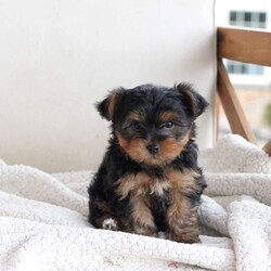 Binky/Yorkie									Puppy/Male	/8 Weeks,Binky was named by his favorite five-year-old human, he is one in a litter of three, both of his siblings found homes already . His approximate adult weight is a stocky, chunky 8 pounds . he has the most gorgeous, thick, black coat , and his coloring is pure, yorkie perfection . His best dog friend is our cavapoo Navy , who is not forsale . His temperament is pure sweet sassy, yorkie with a side of cuddly . contact me with any questions