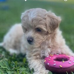 Shmoodle Maltese x Shih tzu x Poodle Puppies/Shih Tzu/Both/Younger Than Six Months,Shmoodles x 3. (READY NOW)Date of Birth 5/11/23Light Cream Boy $1600Copper Cream Boy $1600Black and White Female $1800BIN0006034592951RPBA 4836Photo of Mum (Silver / White) 2nd last photoPhoto of Dad (Copper) last photoPuppies have been wormed every 2 weeks, microchipped and vaccinated to date.