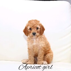 Adopt a dog:Cavoodle puppies //Both/Younger Than Six Months,F2 Cavoodle puppies are currently available for their forever home: one male (black) and two females (dark apricot and apricot). The black male is a delightful, food-loving companion who also enjoys cuddling. The dark apricot female, the smallest in the litter, delights in playtime and rest. The apricot female, characterized by her gentle nature, is one of the quietest in the litter.Raised indoors with exposure to young children, these puppies have been partially toilet trained on both pee pads and artificial grass, gradually becoming accustomed to real grass. The parents, nurtured in a friendly environment with children, exemplify sweetness, loyalty, and gentleness.Each puppy comes with its first vaccination, microchip, vet check, and an additional puppy pack. For those interested, please feel free to reach out via text to schedule a meeting with the puppies.