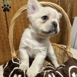 Bruno/French Bulldog									Puppy/Male	/9 Weeks,Not only are these French Bulldogs cute as can be, they have the unique Fluffy fur that will make your doggy companion stand out from the crowd! As attractive as their looks are, you will also be drawn in by their lovable, cheerful attitudes. They adore people; especially our family who raises them with daily care. Shots and dewormer are being worked on as needed, and we have a vet check up in place for each one. Ready to go on January 17th.