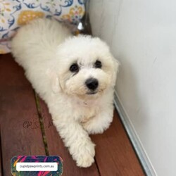 Adopt a dog:PureBred Pedigree Bichon Frise Puppy/Bichon Frise/Male/Younger Than Six Months,https://cupidpawprints.com.auWe only have 1 super cute Bichon Frise Puppies boys available to be a part of your family on 21/01 ( 8 weeks old )He is a very affectionate , gentle puppies. Love belly rubs , so fun to watch and so much cuddles to give as well. You will 100% fall in love with them.We have been successfully breeding happy and healthy puppies.All our Puppy’s parents have done the full DNA health tested . They are clear by direct testing with No health issues. Puppies are clear by parentage.We live on a huge property in the coldest place in Queensland in beautiful surroundings. Our dogs are having a good happy country life. Puppies are also get to enjoy the outdoors under the sunshine in a controlled environment.Our dogs and puppies are well loved and socialised members of our family.Puppy’s Parents are Snuggle pies, well cuddling, tail wagers, enjoy indoors and outdoors and love to swim . They are very happy, active, intelligent and friendly dogs, gets along well with everybody. They suit every life styles .Puppies can be transported interstate, with pet transport at buyers expense.For interstate buyers , we will send you lots of photos and video. If you don’t have enough, we are very happy to arrange puppy FaceTime meet.* We consider main registration for the right breeder. Terms and conditions applied .Your puppy will be:- Wormed on a regular basis to the recommended schedule, using quality products.- Vaccinated before leaving home and the vaccination certificate.- Microchipped before leaving home- Vet-checked and ready to go to his/her new home.- Come with a Puppy pack with, 2kgs Royal canine mini puppy food, royal canine discounts vouchers, welcoming booklet etcContact us today